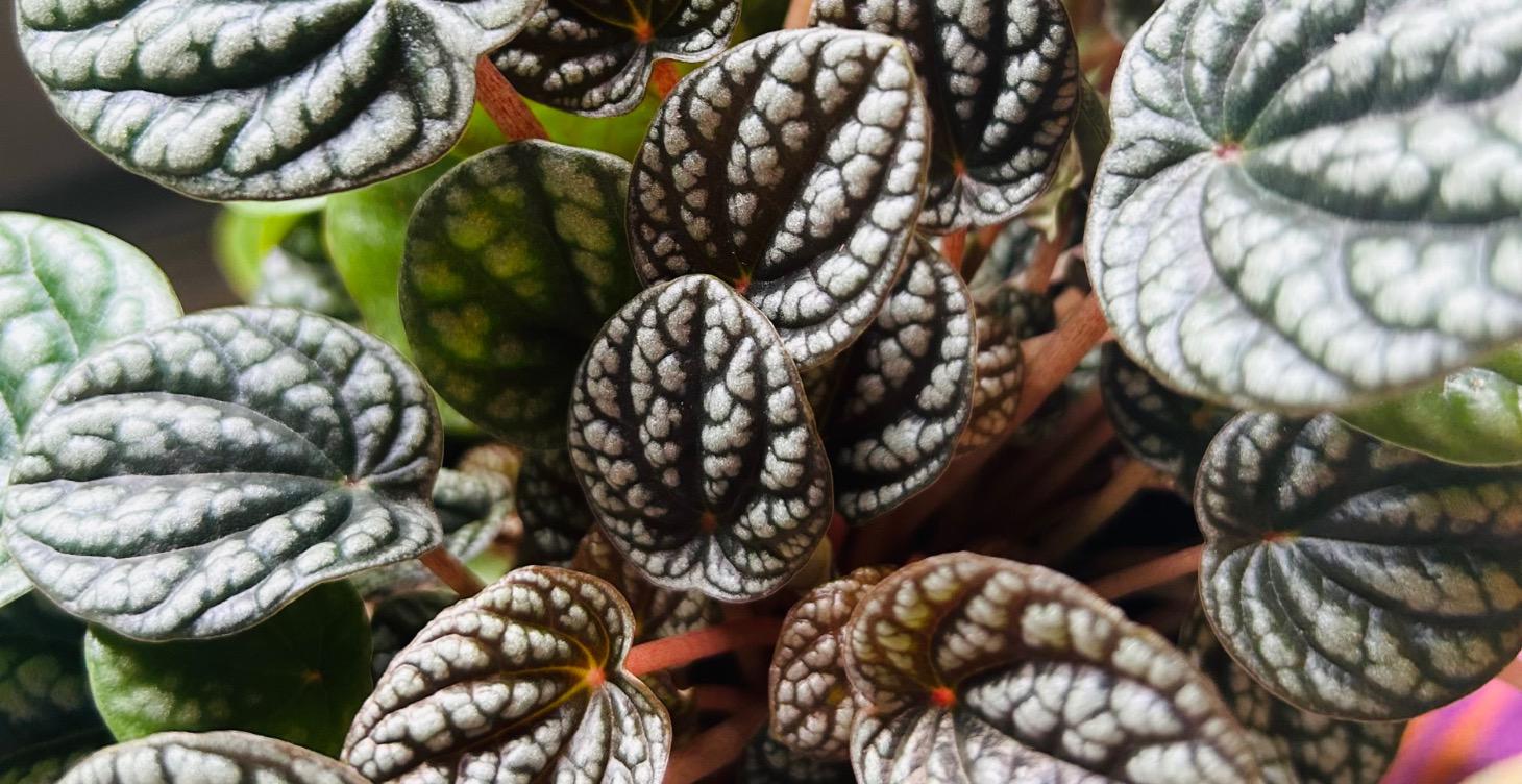 Plant Specific Care Guide: Peperomia