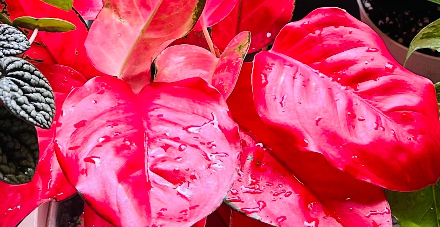 Plant specific care guide: Aglaonema