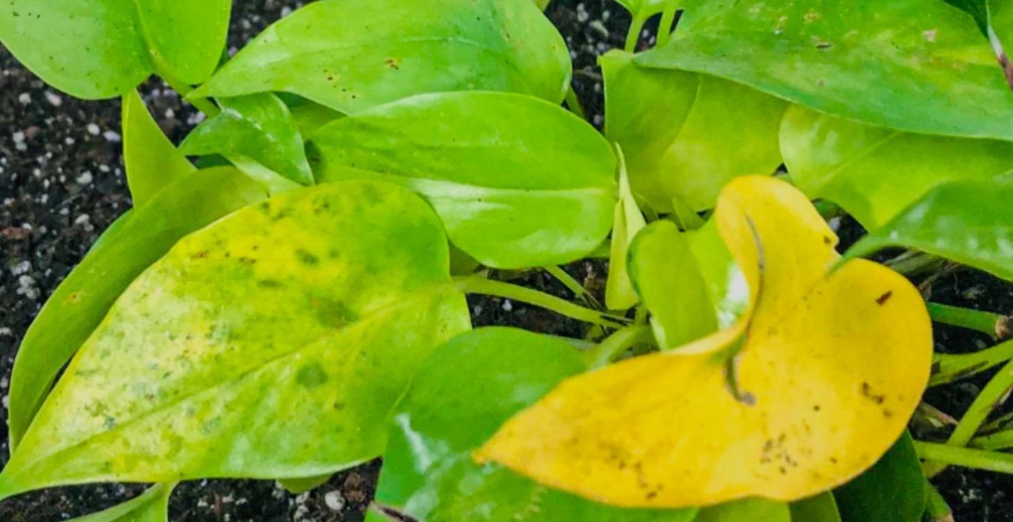 House plant diseases