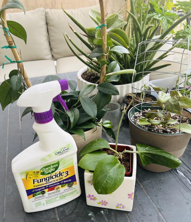 Possible flat mites…