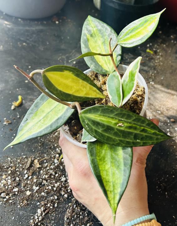 Hoya repot 