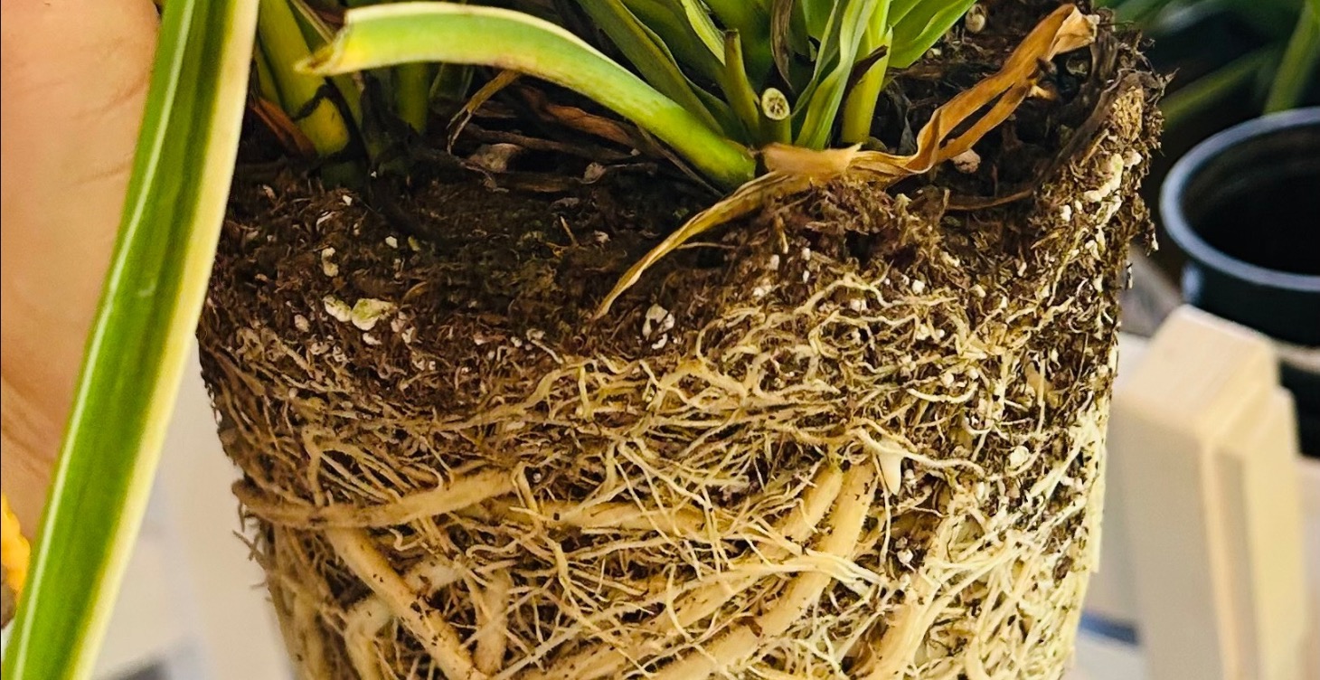 Root bound plants