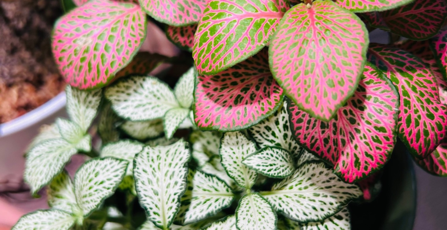 Scientific-backed benefits of house plants