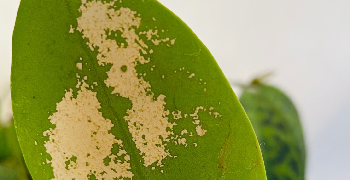 Flat mites