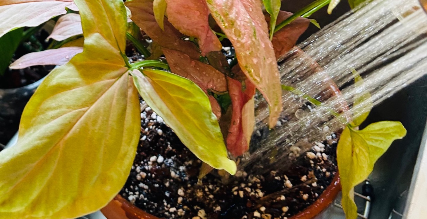 Watering Basics