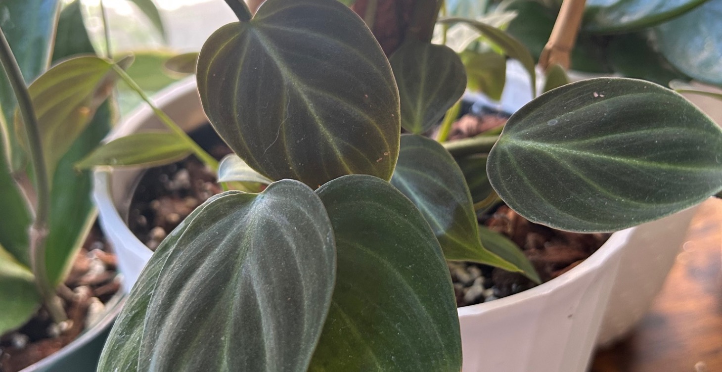 Plant Specific Care Guide: Philodendron