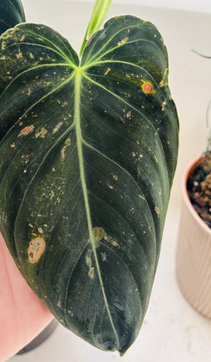 Possible rust fungal disease…