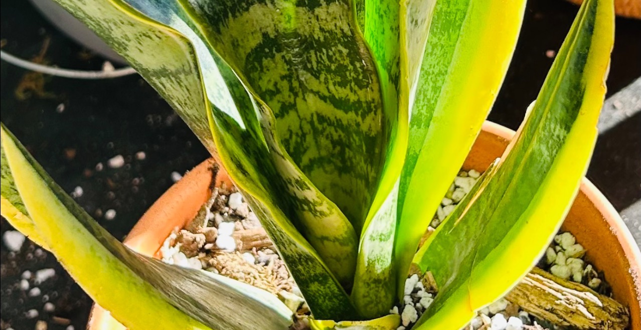 Plant specific care guide: Sanseveria