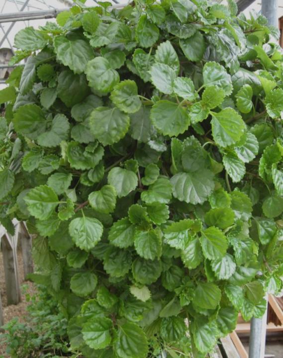 Swedish Ivy is funky…