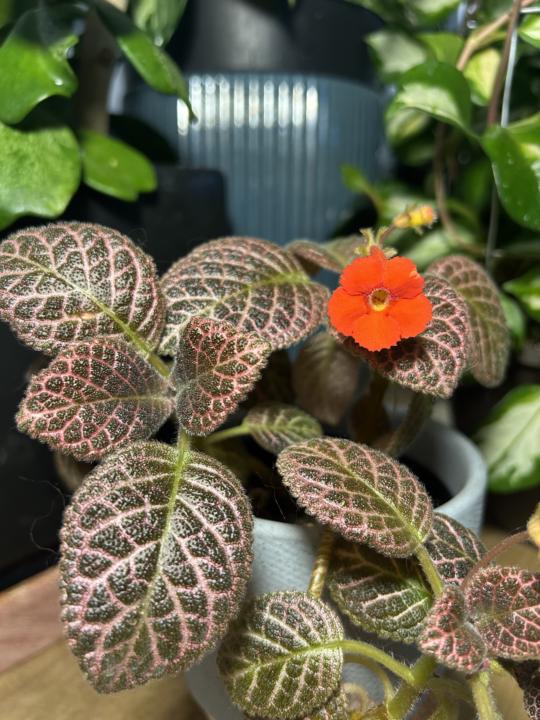 Flame violet (Episcia cupreata) 