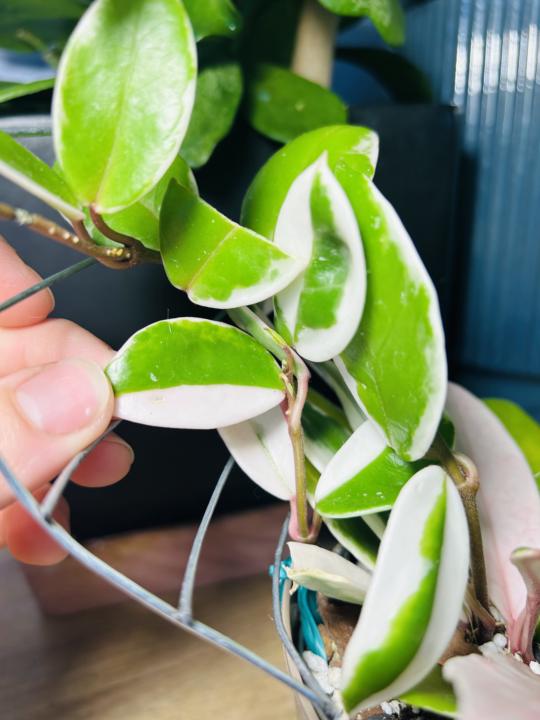 Hoya leaves 