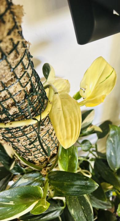 Why variegation happens 