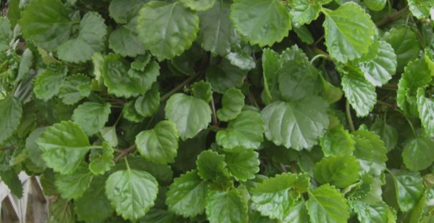 Plant specific care guide: Swedish Ivy