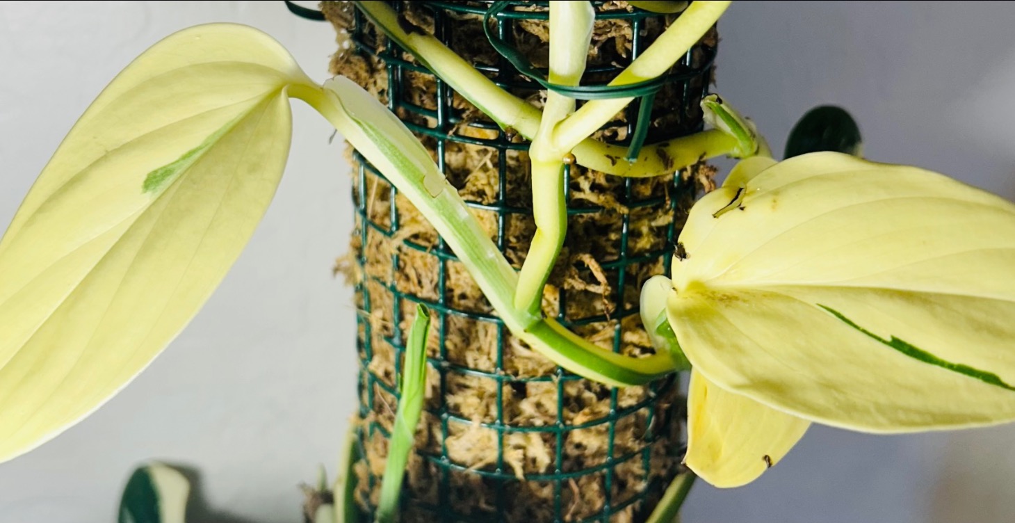 Variegation