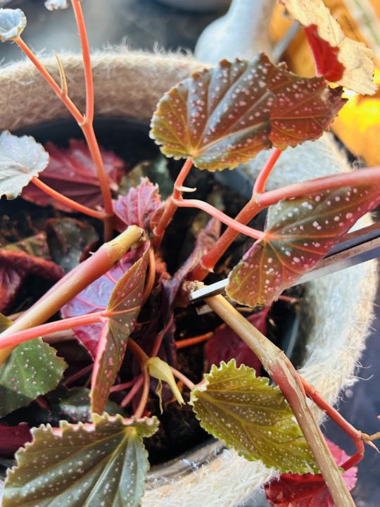 Water propagation with Begonia 