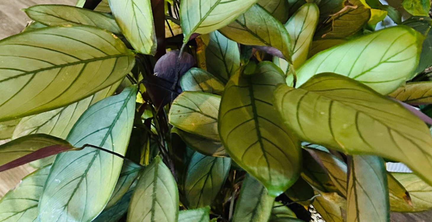 Decorating with house plants