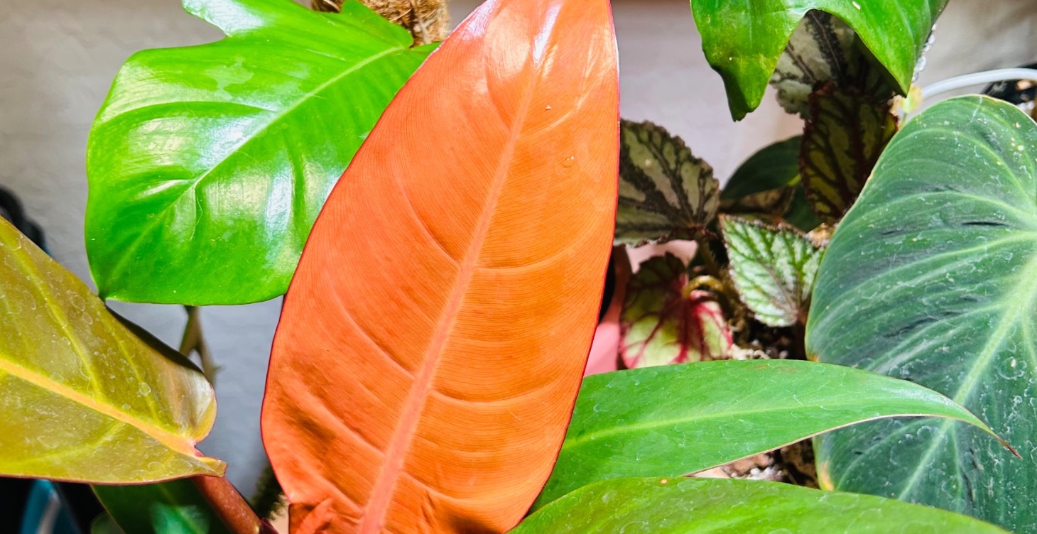 House plant basics