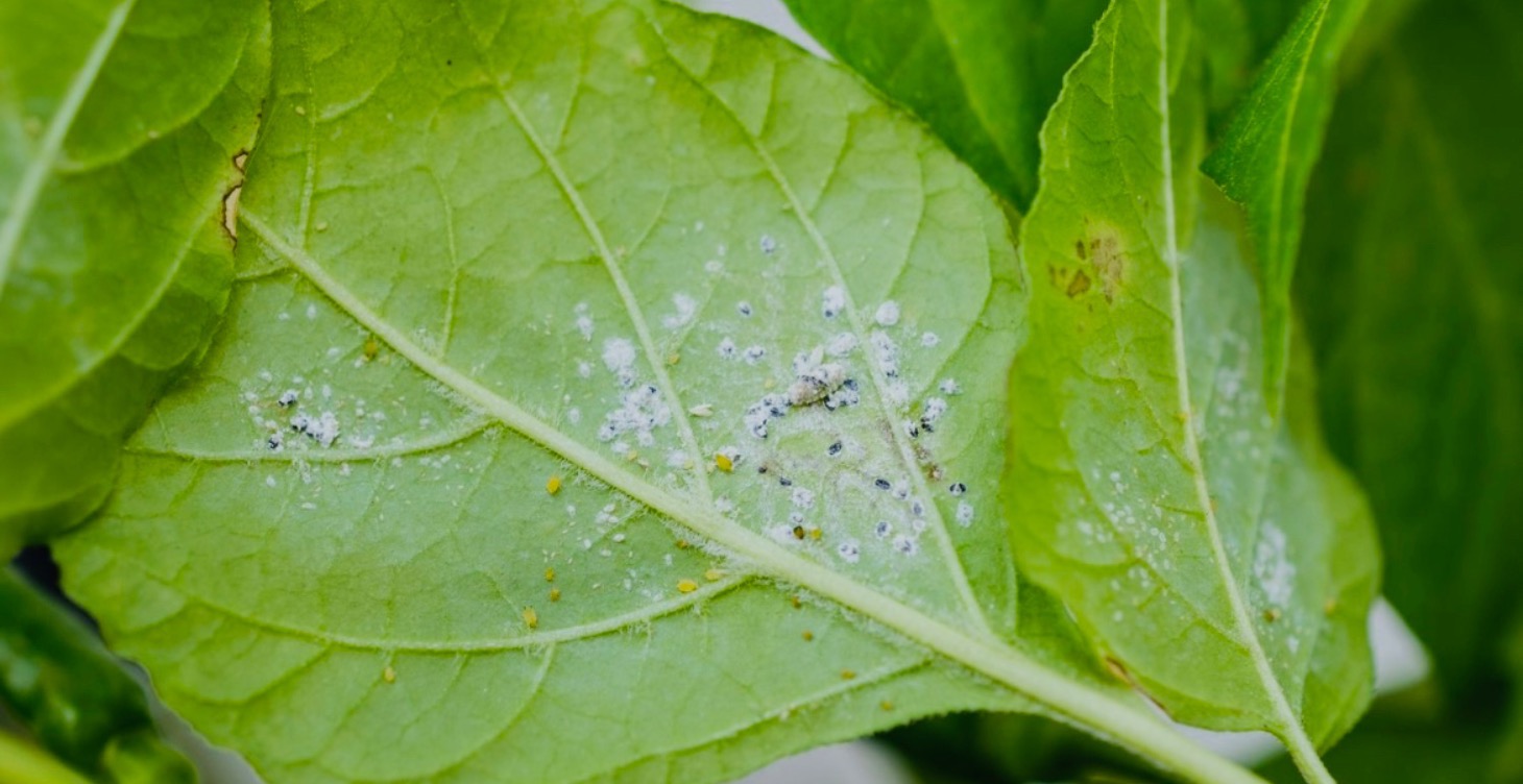 House plant pests