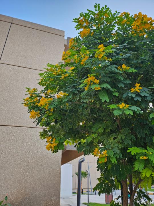 سهاء مسفر