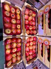 Dayanna Andrea Zamora moreno