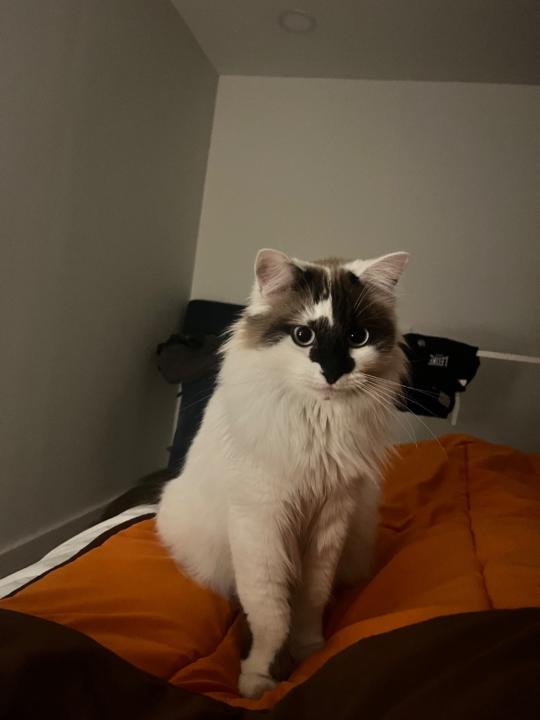 José Ángel Andrés