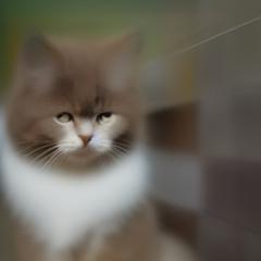 Franck Omgba