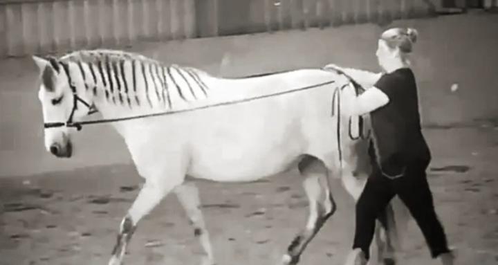 Considerate Horsemanship Crew