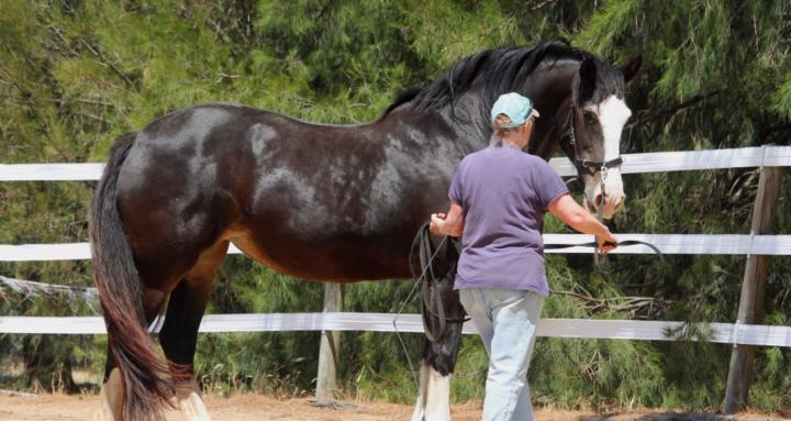 Considerate Horsemanship Crew