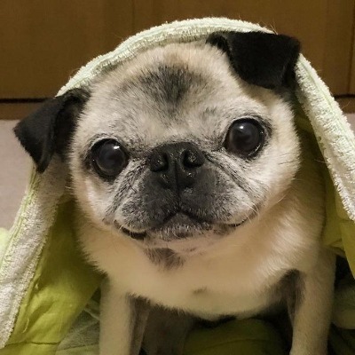 Elliot Pug