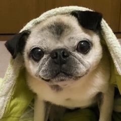 Elliot Pug