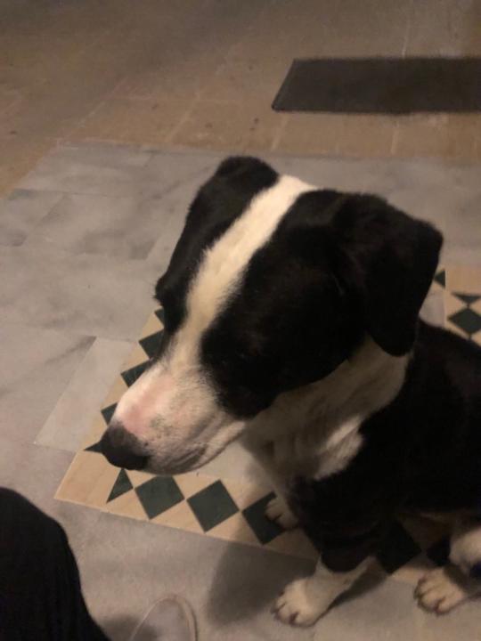 Dimosthenis Koutoudis