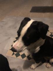 Dimosthenis Koutoudis