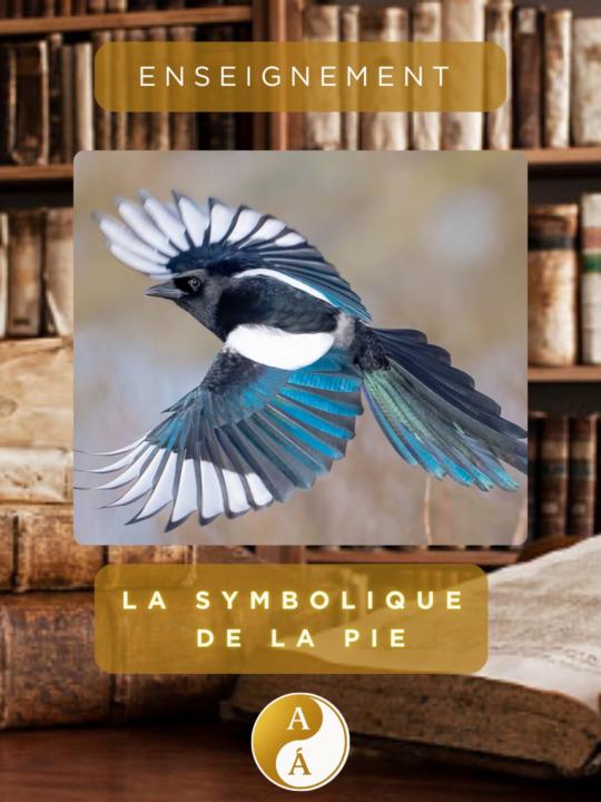 🖤🤍 LA SYMBOLIQUE DE LA PIE 🪶✨