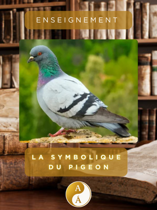 🕊️ LA SYMBOLIQUE DU PIGEON 🕊️
