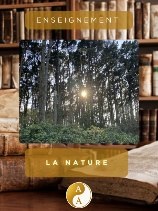 🌿 Les bienfaits de la nature sur le corps, le mental et l’âme 🌿