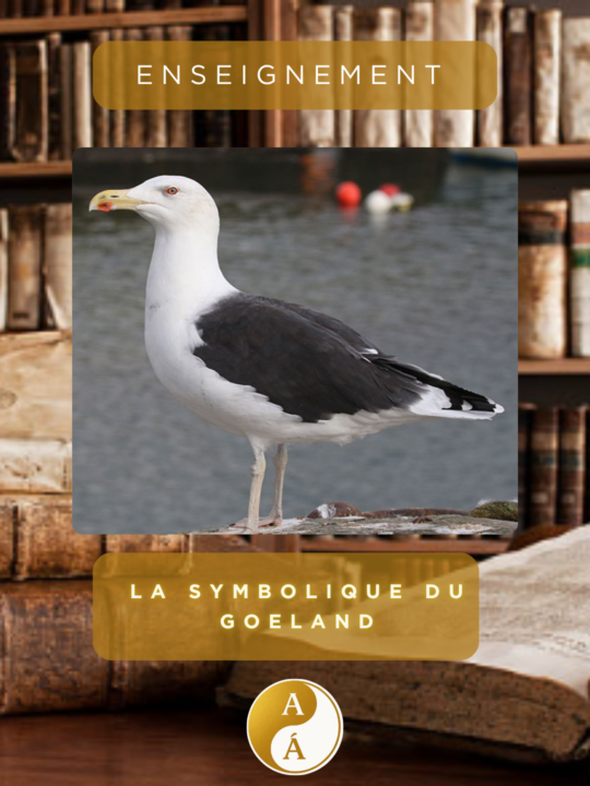 🕊️✨ La symbolique du goéland ✨🕊️