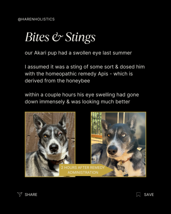 Apis - The Homeopathic Epi-Pen