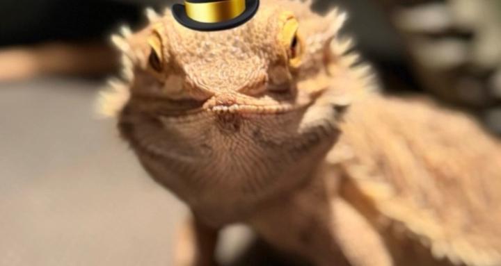 Scales & Tails Society