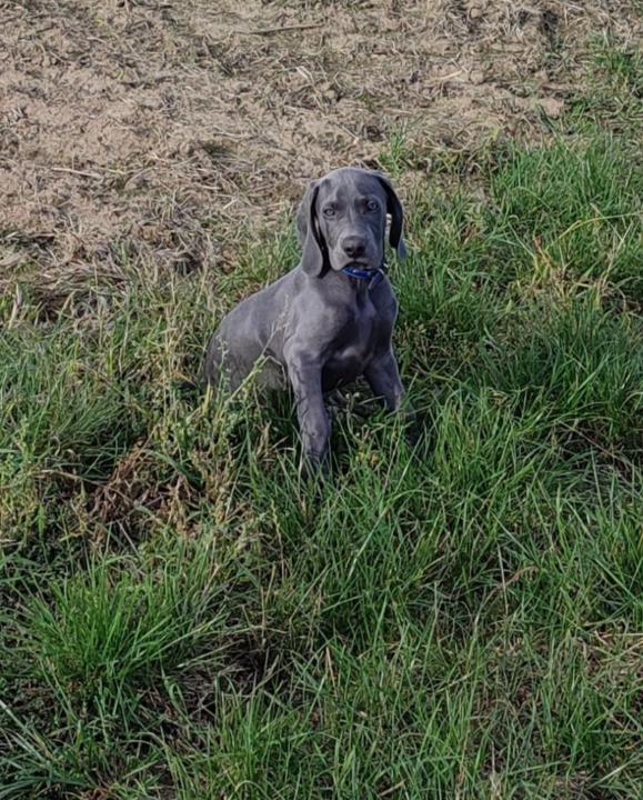 Miroslava Zerzánová