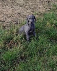 Miroslava Zerzánová