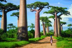 Ouri Diallo