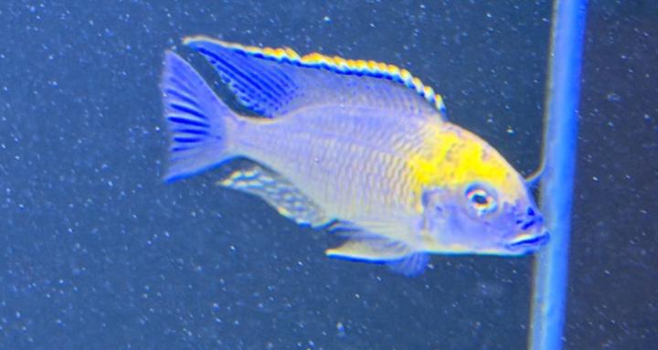 B’s Cichlid Emporium LLC