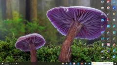 ئەخمەت مەخمۇد