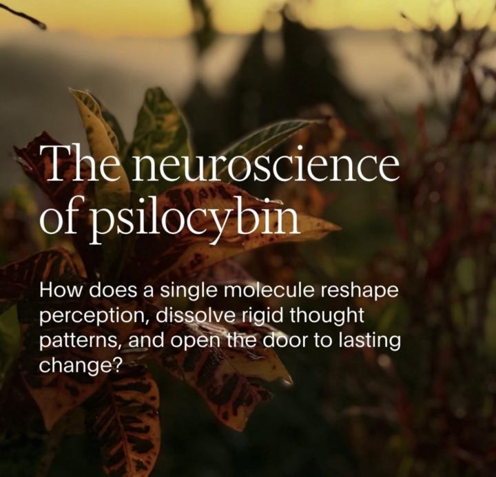 The Neuroscience of Psilocybin