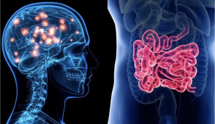 Gut - Brain 🧠 Axis 