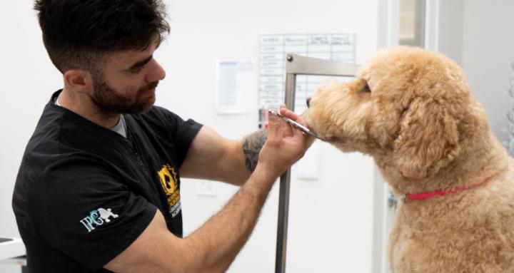 All around dog groomers