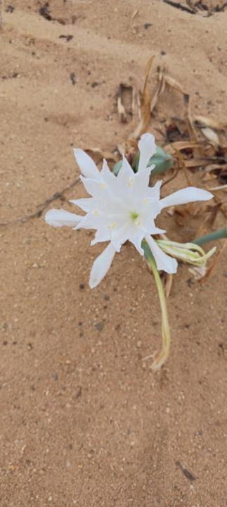 María Peláez-Campomanes