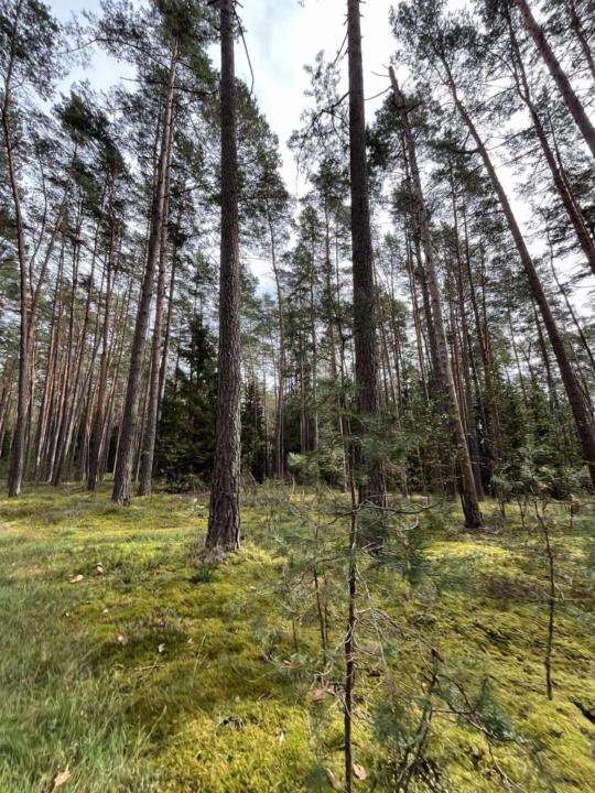 Korneliusz Kamarowsk