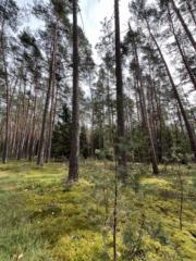 Korneliusz Kamarowsk