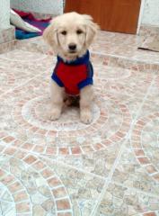 Diego felipe Diaz Viatela